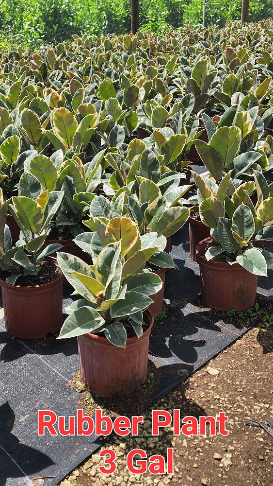ficus-elastica-rubber-plant-indian-rubber-tree