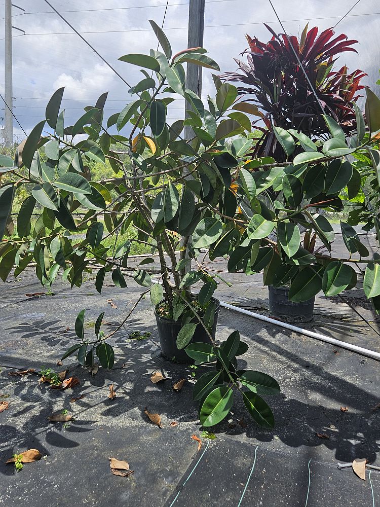 ficus-elastica-rubber-plant-indian-rubber-tree
