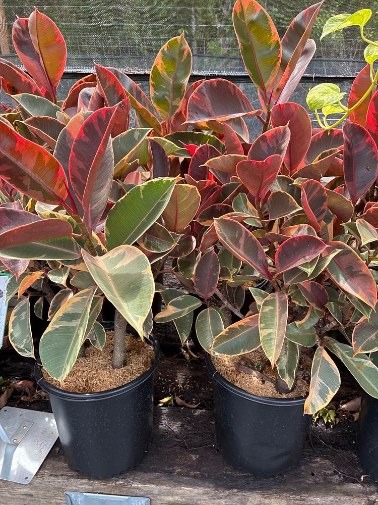 ficus-elastica-rubber-plant-indian-rubber-tree