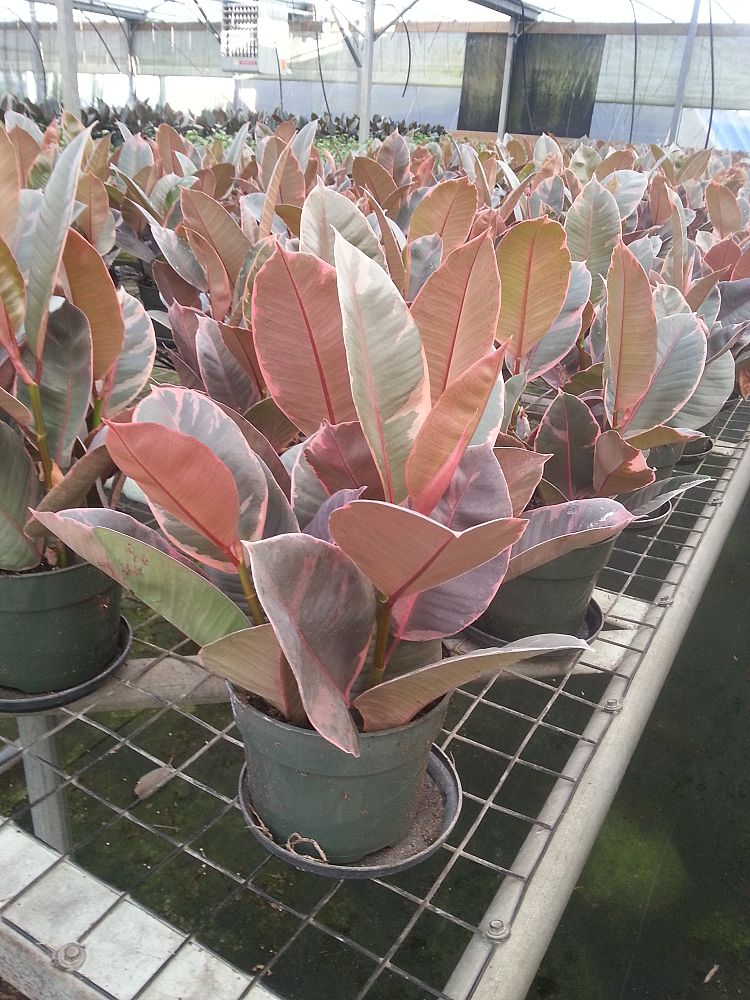 ficus-elastica-ruby-rubber-plant-indian-rubber-tree