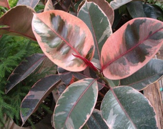 ficus-elastica-ruby-rubber-plant-indian-rubber-tree