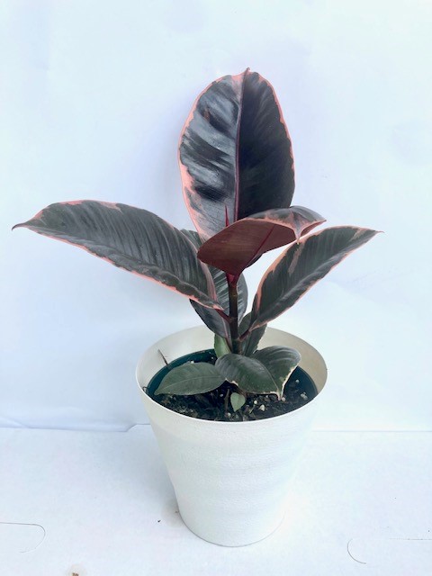ficus-elastica-ruby-rubber-plant-indian-rubber-tree