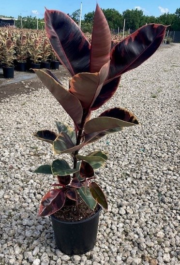 ficus-elastica-ruby-rubber-plant-indian-rubber-tree
