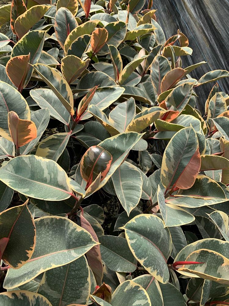 ficus-elastica-ruby-rubber-plant-indian-rubber-tree