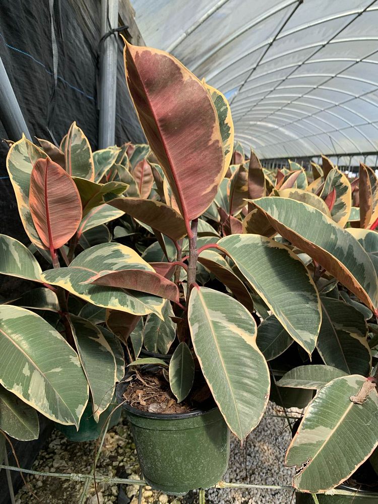 ficus-elastica-ruby-rubber-plant-indian-rubber-tree