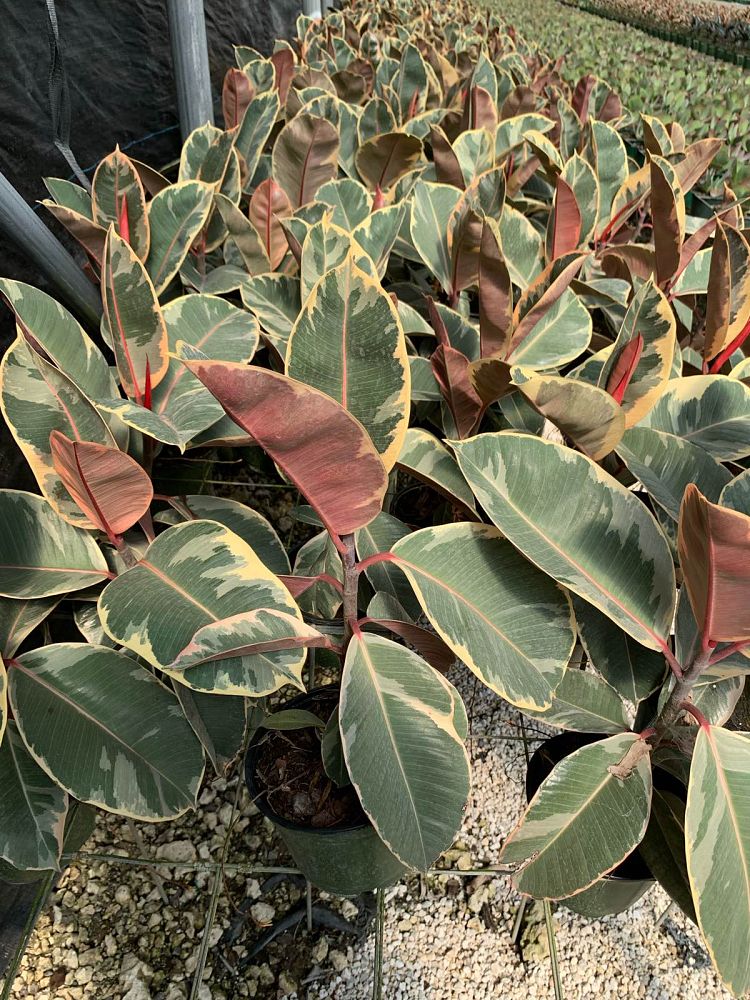 ficus-elastica-ruby-rubber-plant-indian-rubber-tree