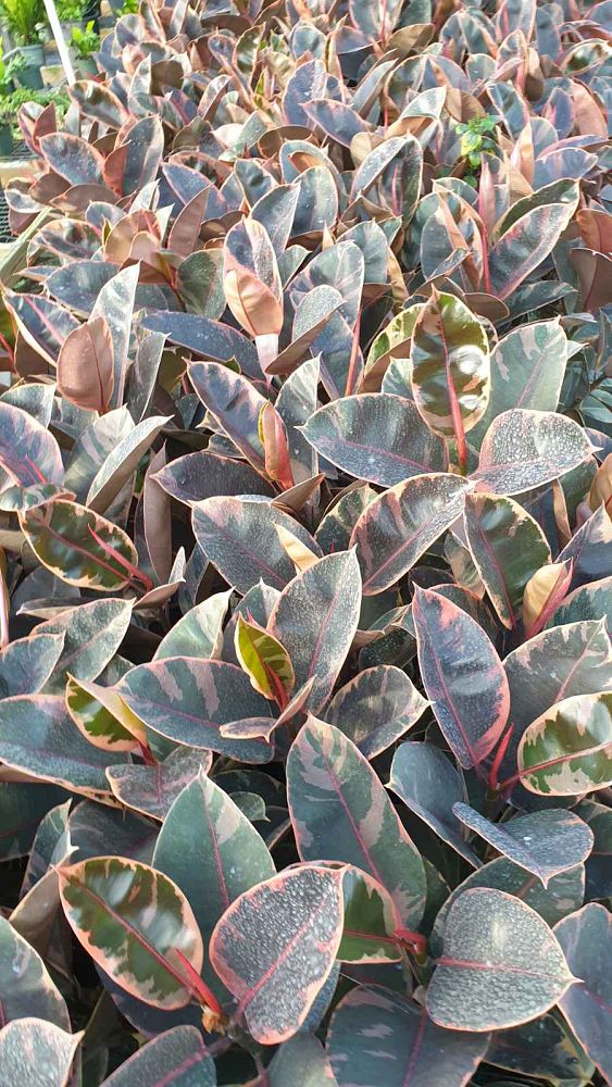 ficus-elastica-ruby-rubber-plant-indian-rubber-tree