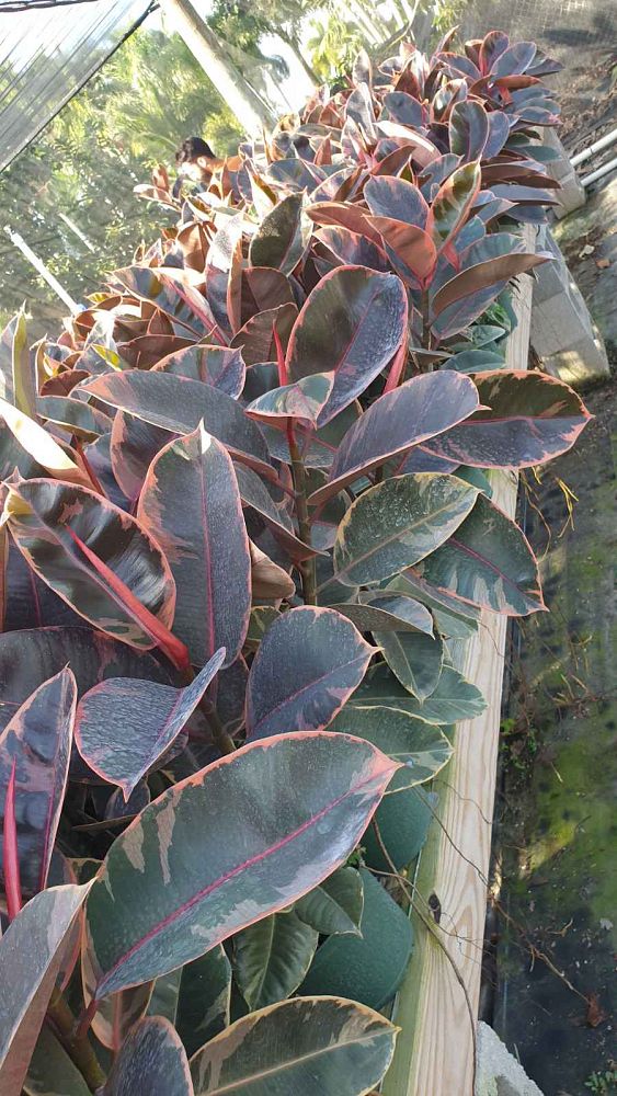 ficus-elastica-ruby-rubber-plant-indian-rubber-tree