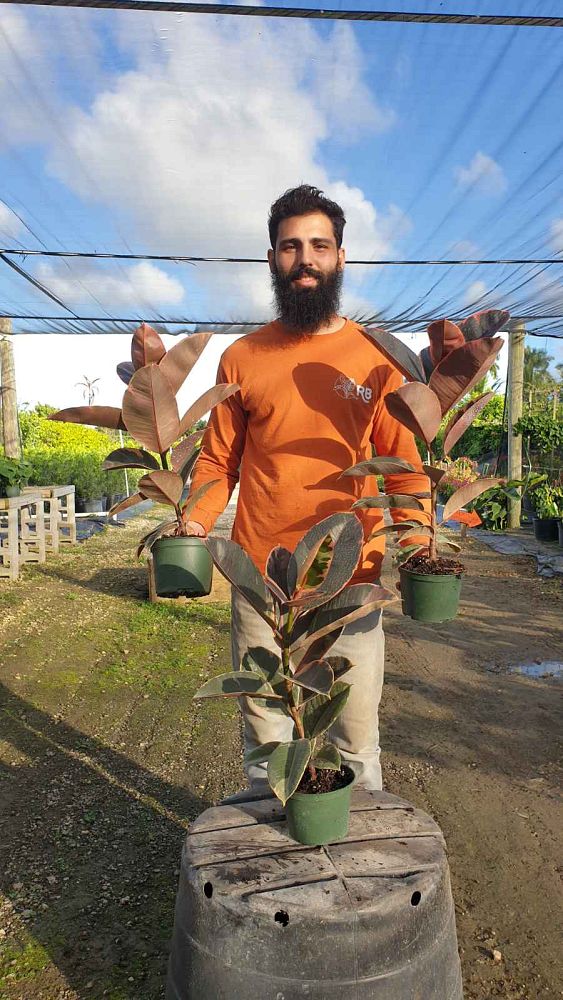 ficus-elastica-ruby-rubber-plant-indian-rubber-tree
