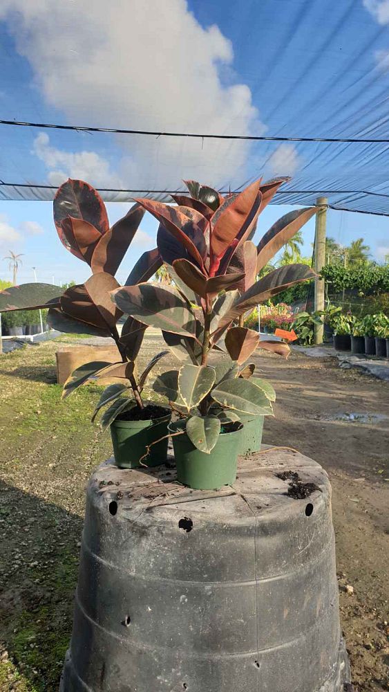 ficus-elastica-ruby-rubber-plant-indian-rubber-tree