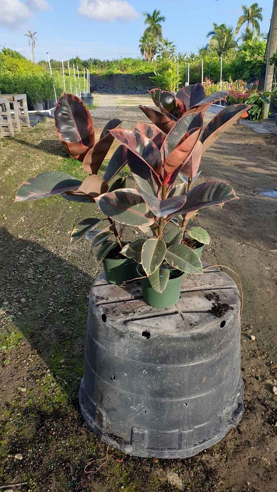 ficus-elastica-ruby-rubber-plant-indian-rubber-tree