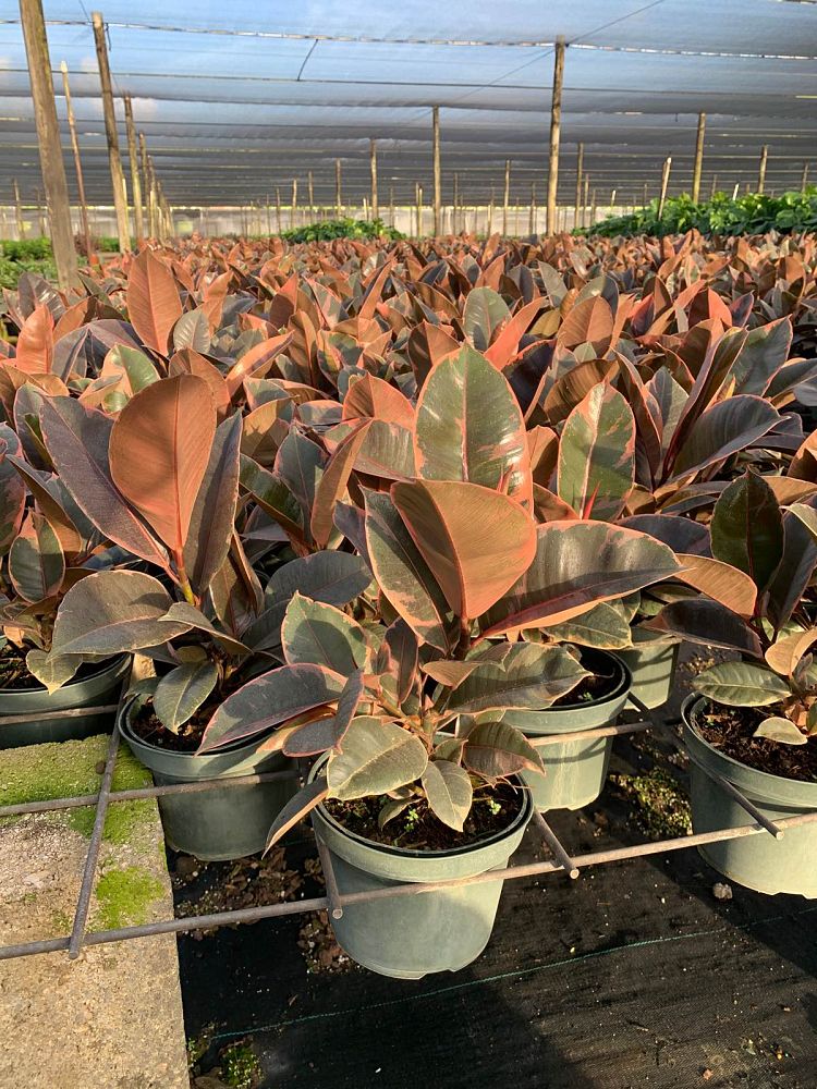 ficus-elastica-ruby-rubber-plant-indian-rubber-tree