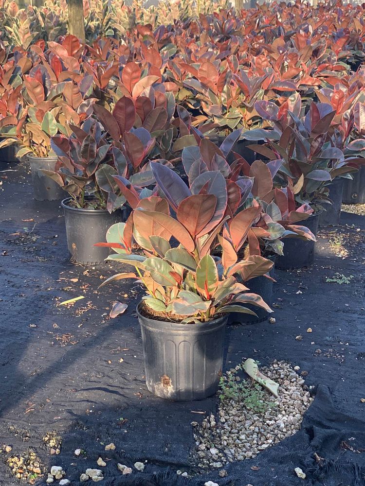 ficus-elastica-ruby-rubber-plant-indian-rubber-tree