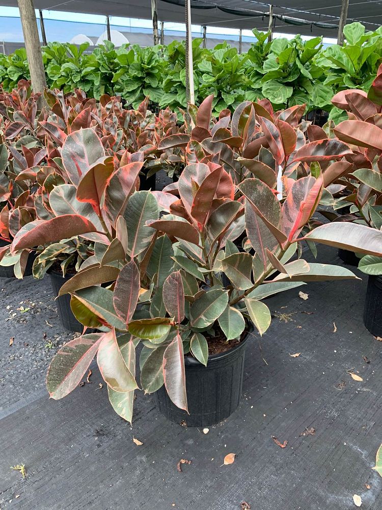 ficus-elastica-ruby-rubber-plant-indian-rubber-tree