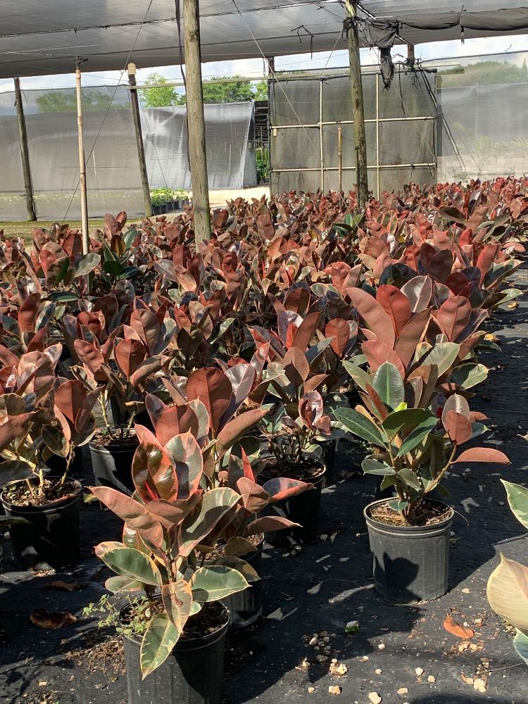 ficus-elastica-ruby-rubber-plant-indian-rubber-tree