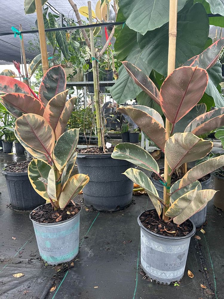 ficus-elastica-ruby-rubber-plant-indian-rubber-tree