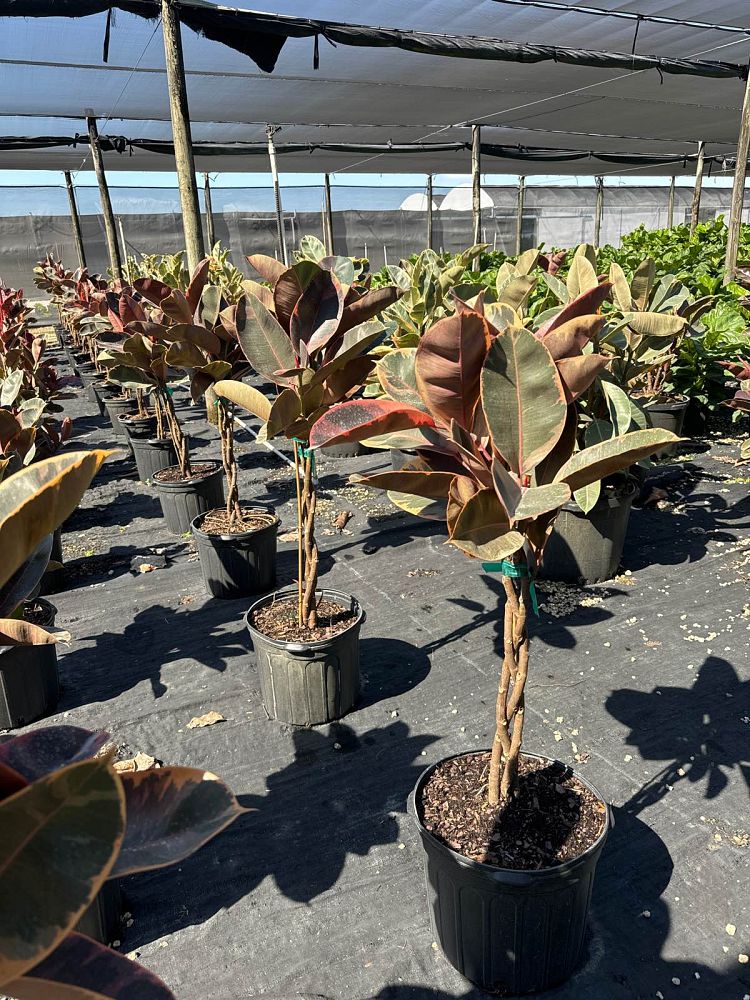 ficus-elastica-ruby-rubber-plant-indian-rubber-tree
