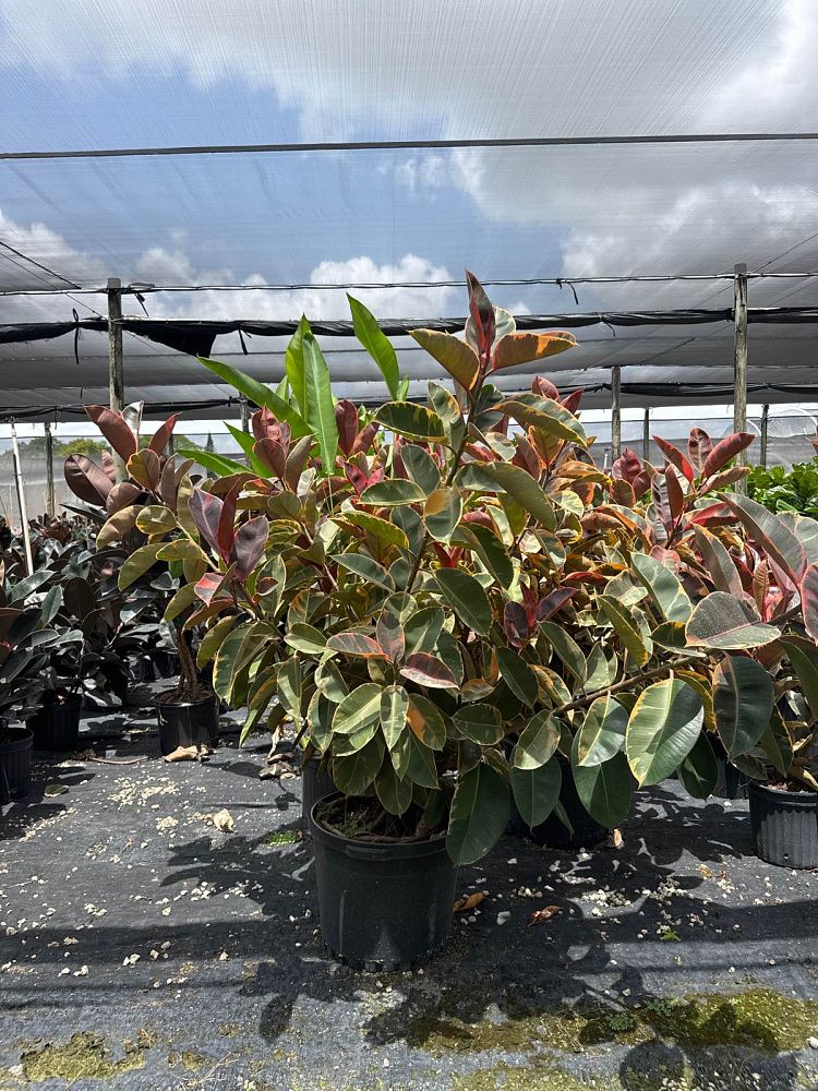 ficus-elastica-ruby-rubber-plant-indian-rubber-tree