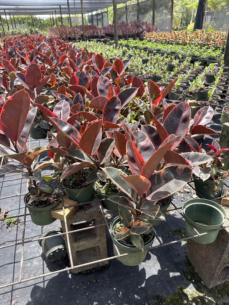 ficus-elastica-ruby-rubber-plant-indian-rubber-tree