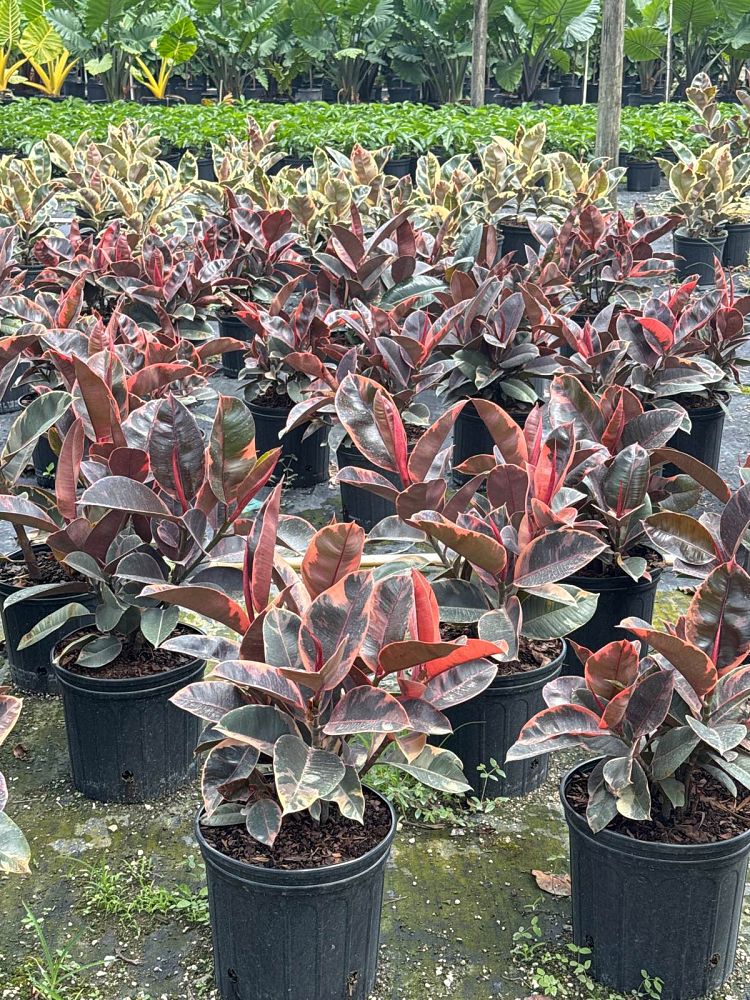 ficus-elastica-ruby-rubber-plant-indian-rubber-tree