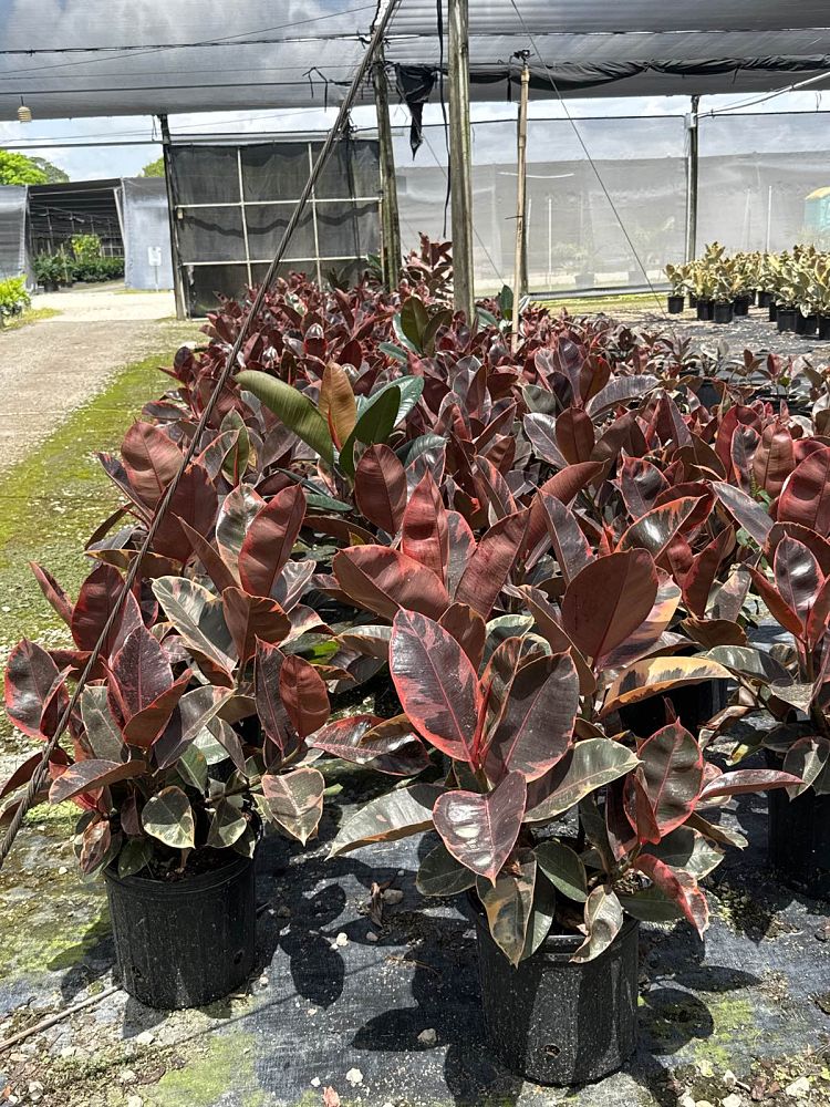 ficus-elastica-ruby-rubber-plant-indian-rubber-tree