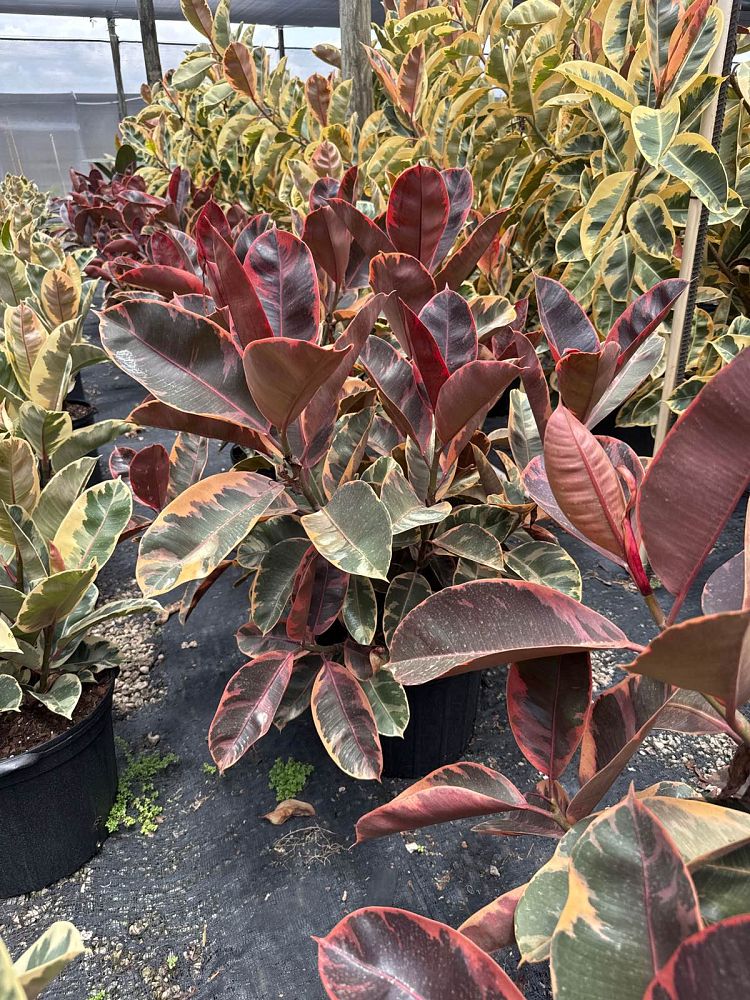ficus-elastica-ruby-rubber-plant-indian-rubber-tree