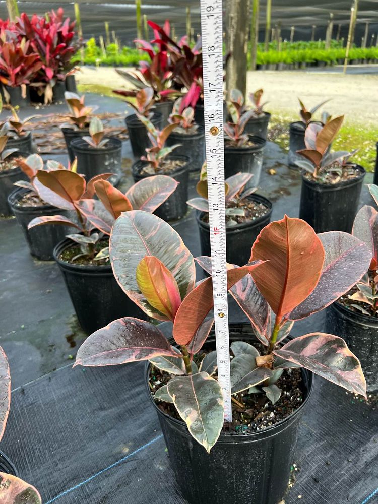 ficus-elastica-ruby-rubber-plant-indian-rubber-tree
