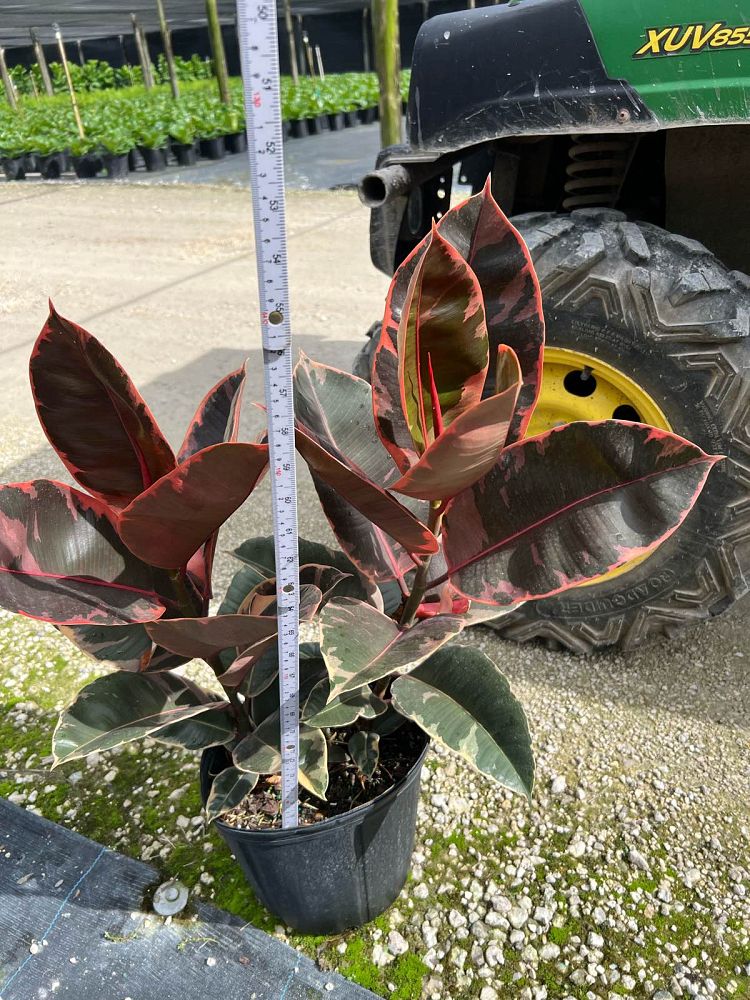 ficus-elastica-ruby-rubber-plant-indian-rubber-tree