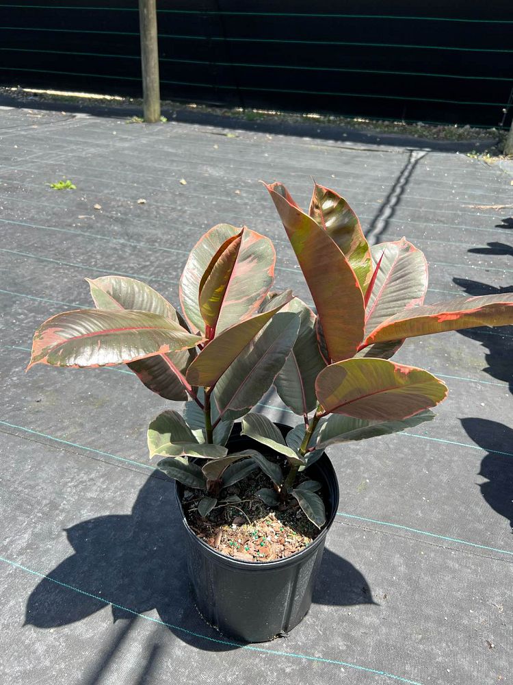 ficus-elastica-ruby-rubber-plant-indian-rubber-tree