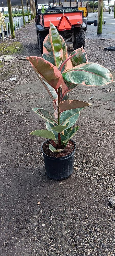ficus-elastica-ruby-rubber-plant-indian-rubber-tree