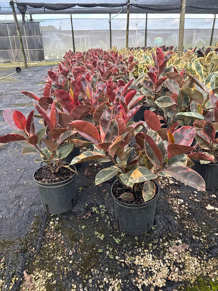 ficus-elastica-ruby-rubber-plant-indian-rubber-tree