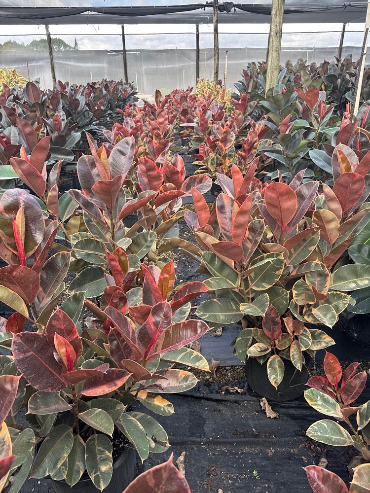 ficus-elastica-ruby-rubber-plant-indian-rubber-tree