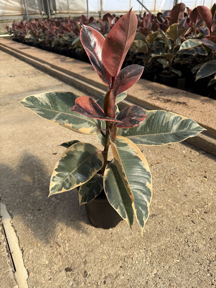 ficus-elastica-ruby-rubber-plant-indian-rubber-tree