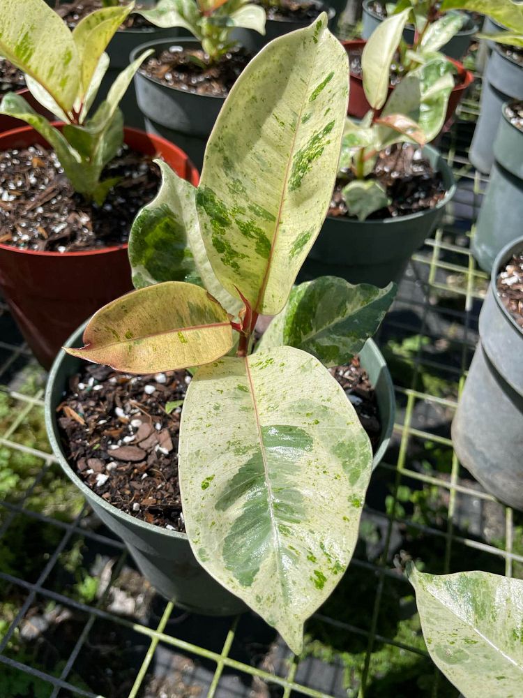 ficus-elastica-shivereana-rubber-plant