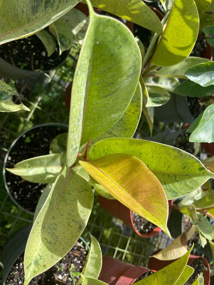 ficus-elastica-shivereana-rubber-plant
