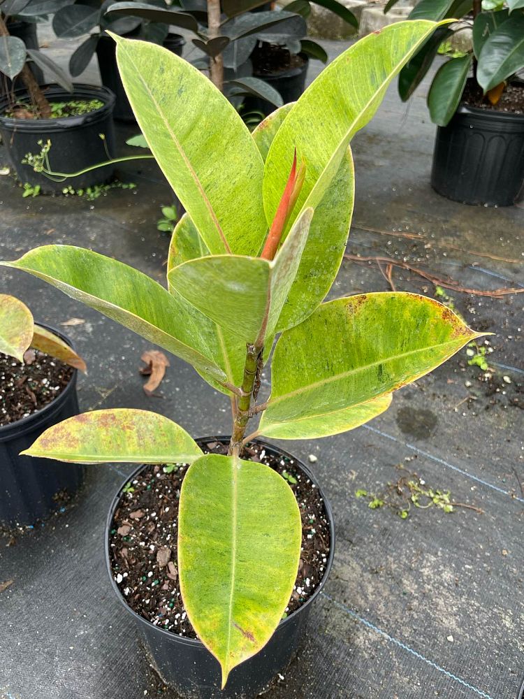 ficus-elastica-shivereana-rubber-plant