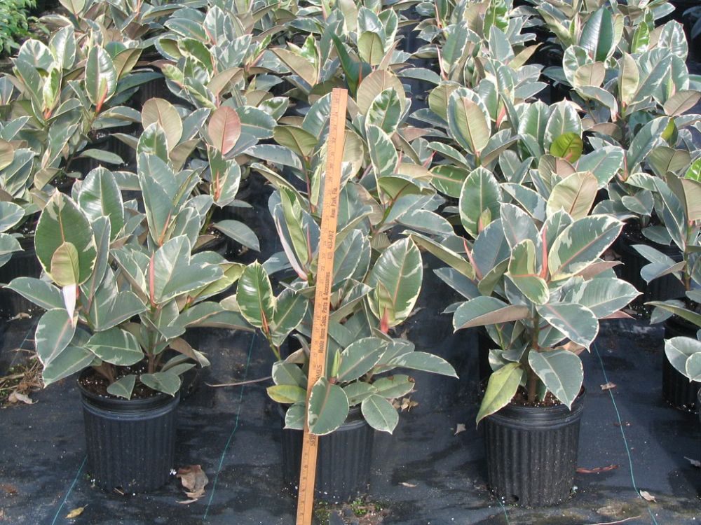 ficus-elastica-tineke-rubber-plant-indian-rubber-tree