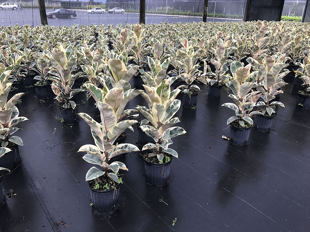 ficus-elastica-tineke-rubber-plant-indian-rubber-tree