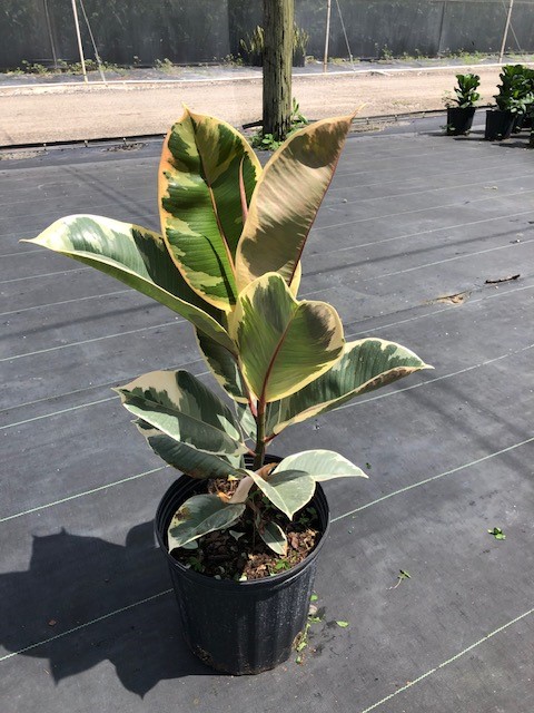 ficus-elastica-tineke-rubber-plant-indian-rubber-tree