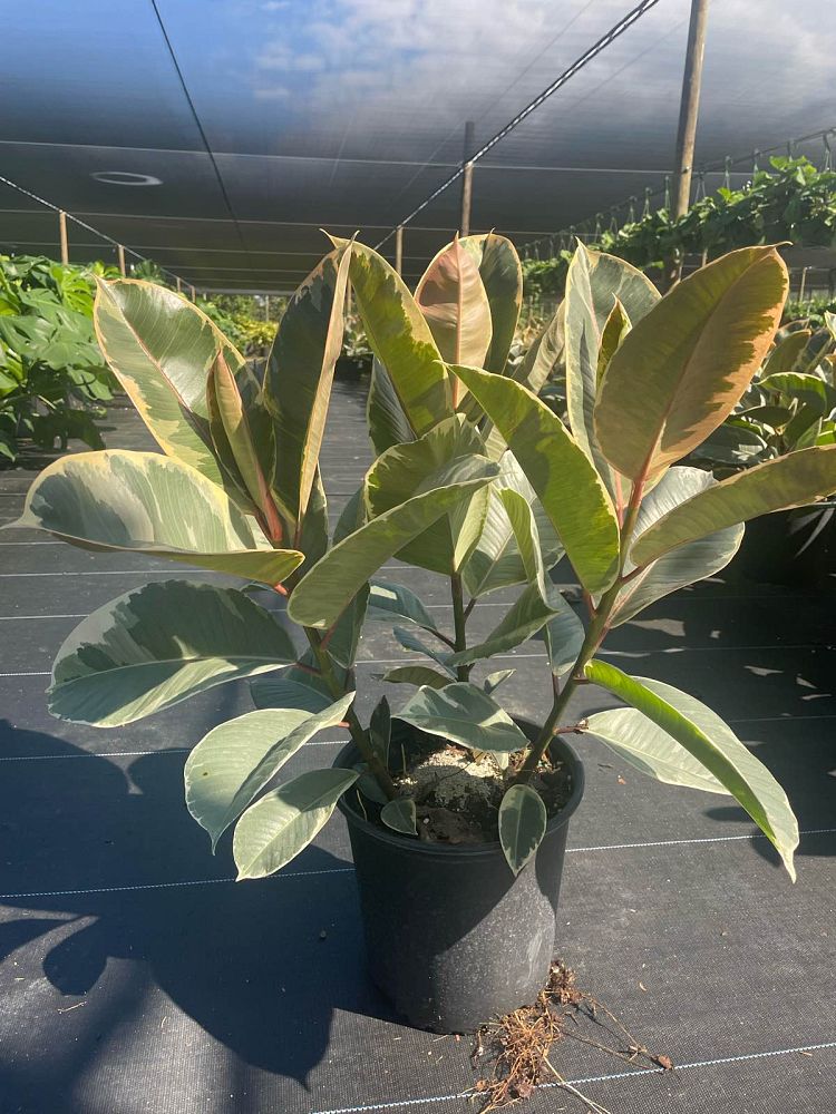 ficus-elastica-tineke-rubber-plant-indian-rubber-tree