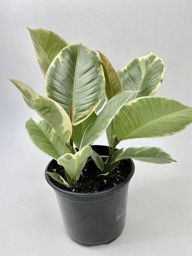 ficus-elastica-tineke-rubber-plant-indian-rubber-tree