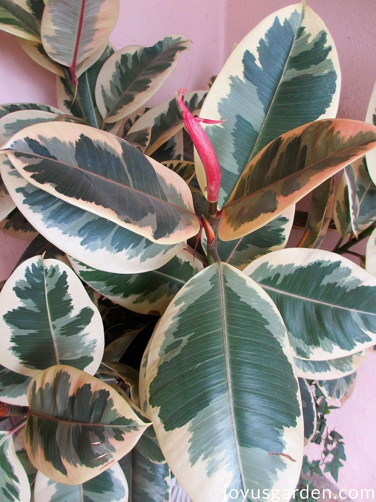 ficus-elastica-tineke-rubber-plant-indian-rubber-tree