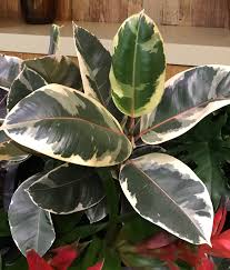 ficus-elastica-tineke-rubber-plant-indian-rubber-tree