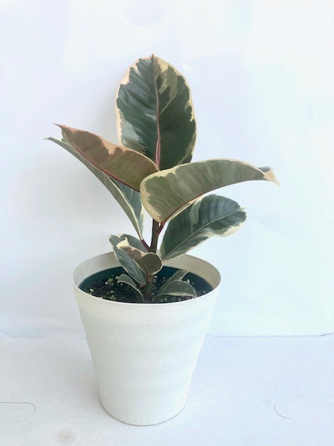 ficus-elastica-tineke-rubber-plant-indian-rubber-tree
