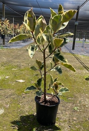 ficus-elastica-tineke-rubber-plant-indian-rubber-tree