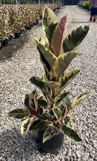 ficus-elastica-tineke-rubber-plant-indian-rubber-tree