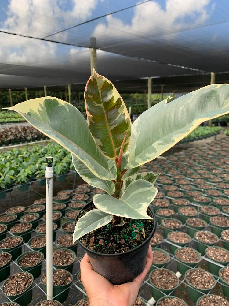ficus-elastica-tineke-rubber-plant-indian-rubber-tree