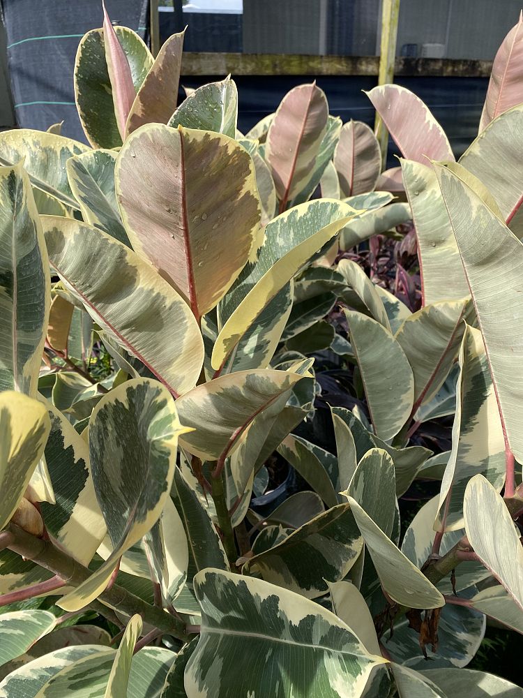 ficus-elastica-tineke-rubber-plant-indian-rubber-tree