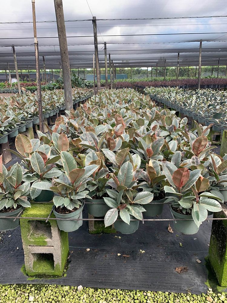 ficus-elastica-tineke-rubber-plant-indian-rubber-tree