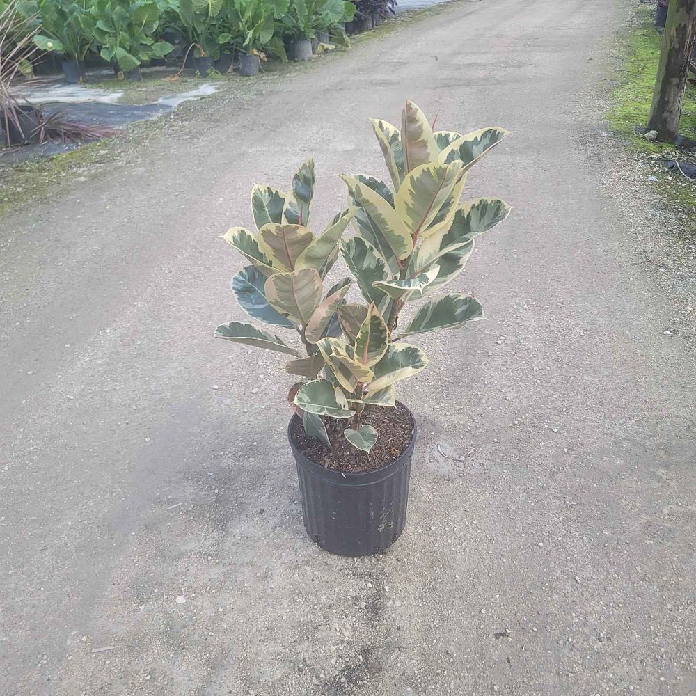 ficus-elastica-tineke-rubber-plant-indian-rubber-tree